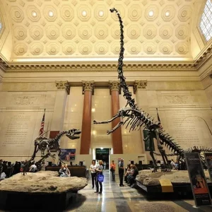 museumofnaturalhistory_museum_nyc.jpg museumofnaturalhistory_museum_nyc.jpg
